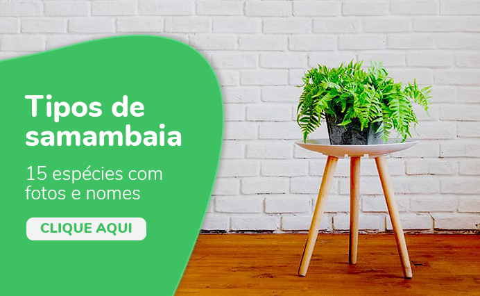 tipos de samambaia