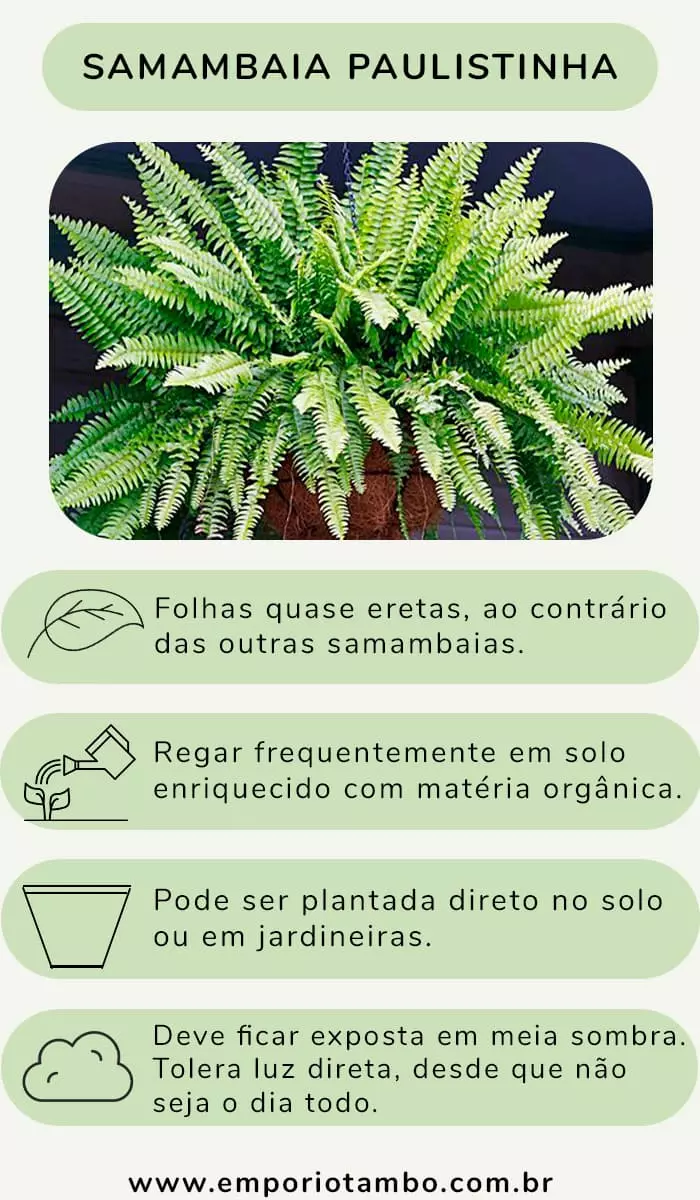 Informações samambaia paulistinha