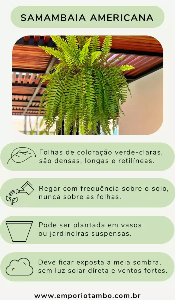 Informações samambaia americana