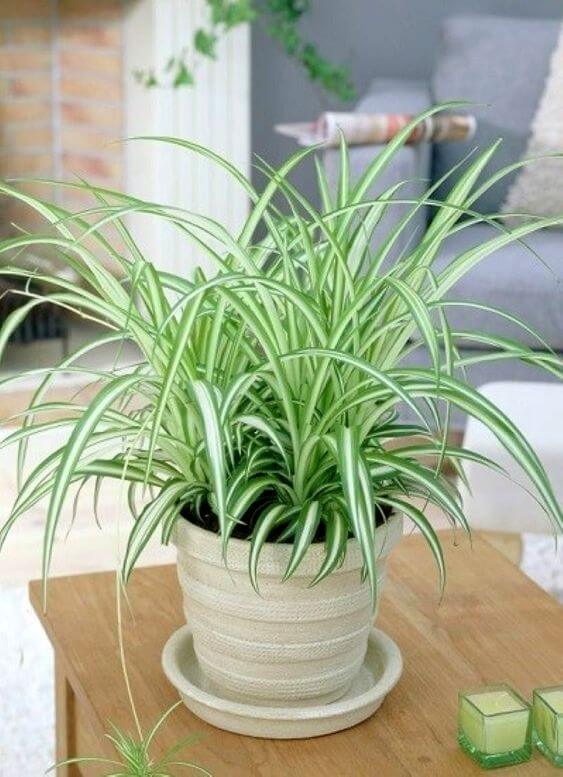 Planta clorófito em cima de mesa de madeira