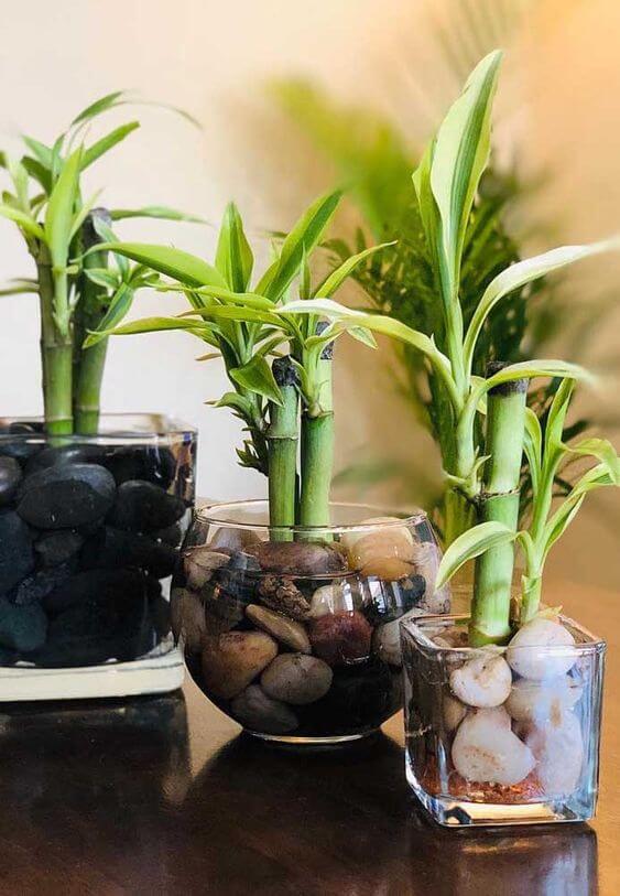 pés de Bambu da sorte plantados em vasos de vidro com pedra