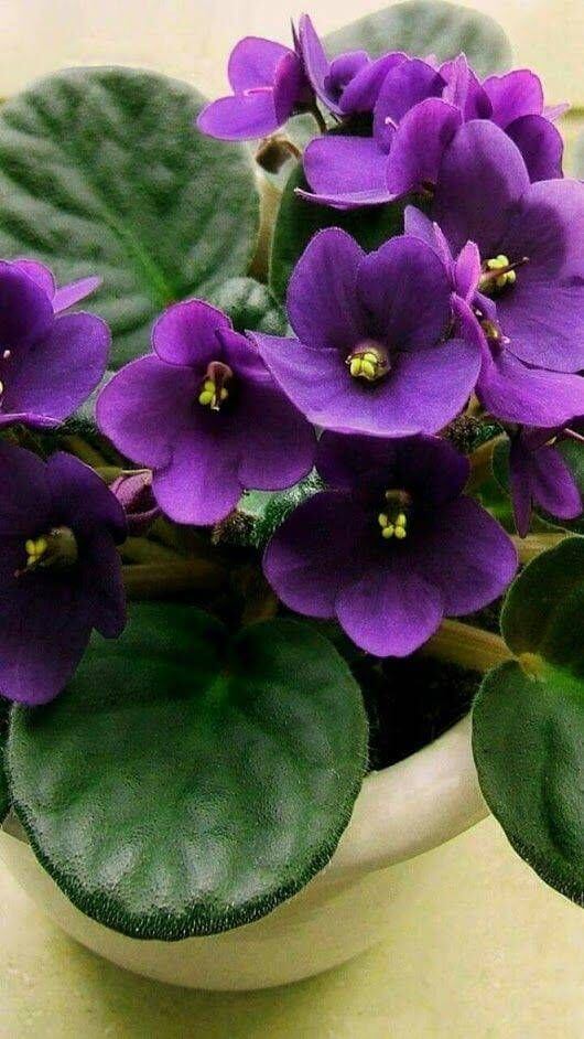 vaso de flor violeta