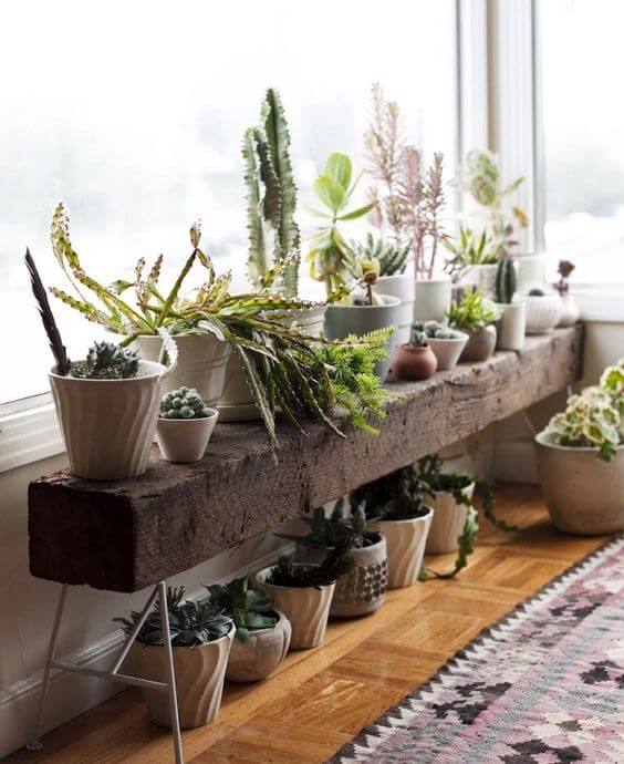  vasos de plantas em cima de tronco rústico próximo a janela