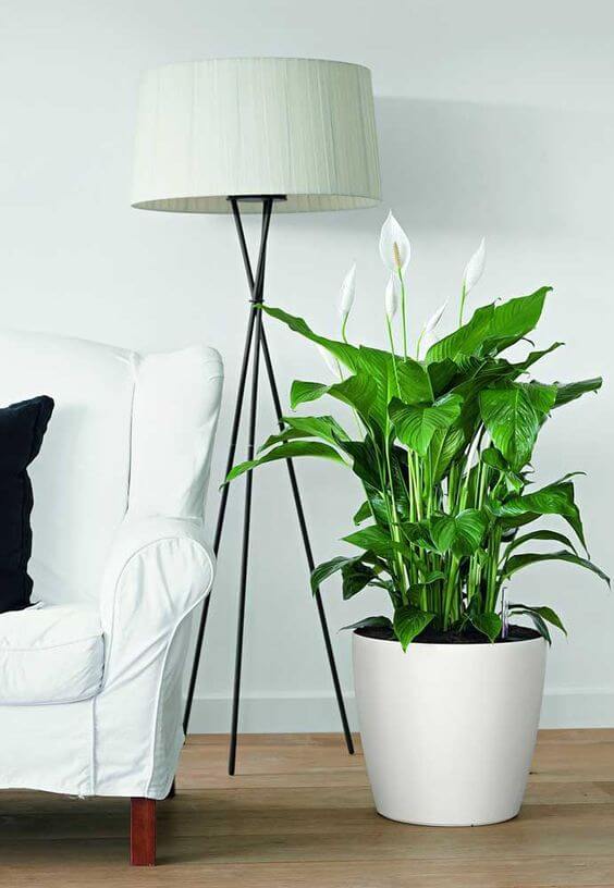 Plantas para decoração de Interiores: Como escolher?