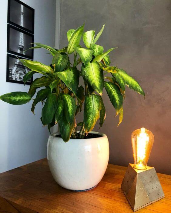 Plantas Para Decoracao De Interiores Como Escolher Emporio Tambo