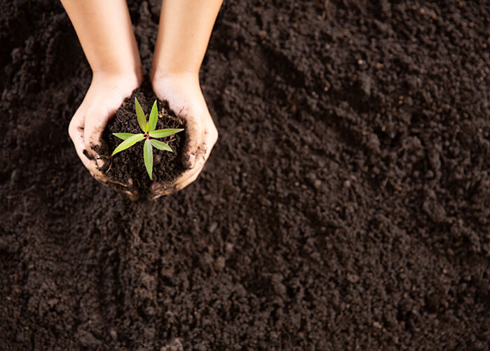 mãos plantando mudinha de árvore na terra