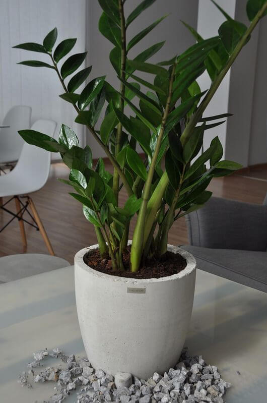 Vaso branco com planta Zamioculca na mesa de centro de sala